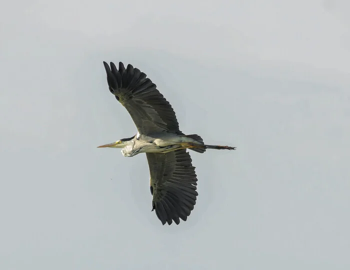 There are no fish here - My, Photo hunting, The nature of Russia, Birds, Nature, LPR, Donbass, Summer, Steppe, wildlife, Bird watching