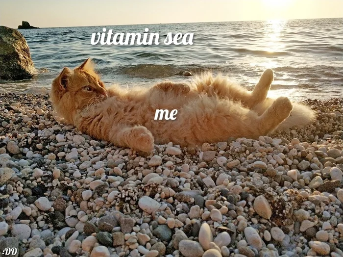 :DD - My, Humor, Picture with text, Memes, cat, Sea, English language, Nature, Happiness, Wordplay