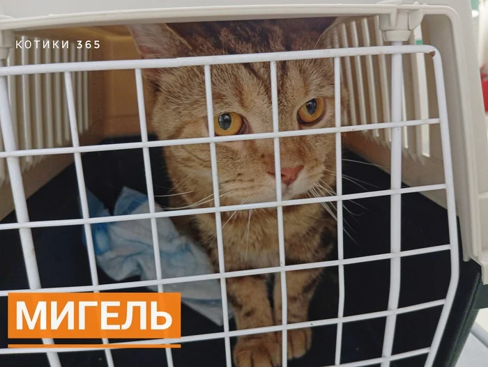 Мигель 24.07.2024 - Погладь кота, Кот, Приют, Кошатники, Бездомные животные, Семейство кошачьих, Пушистые, Длиннопост