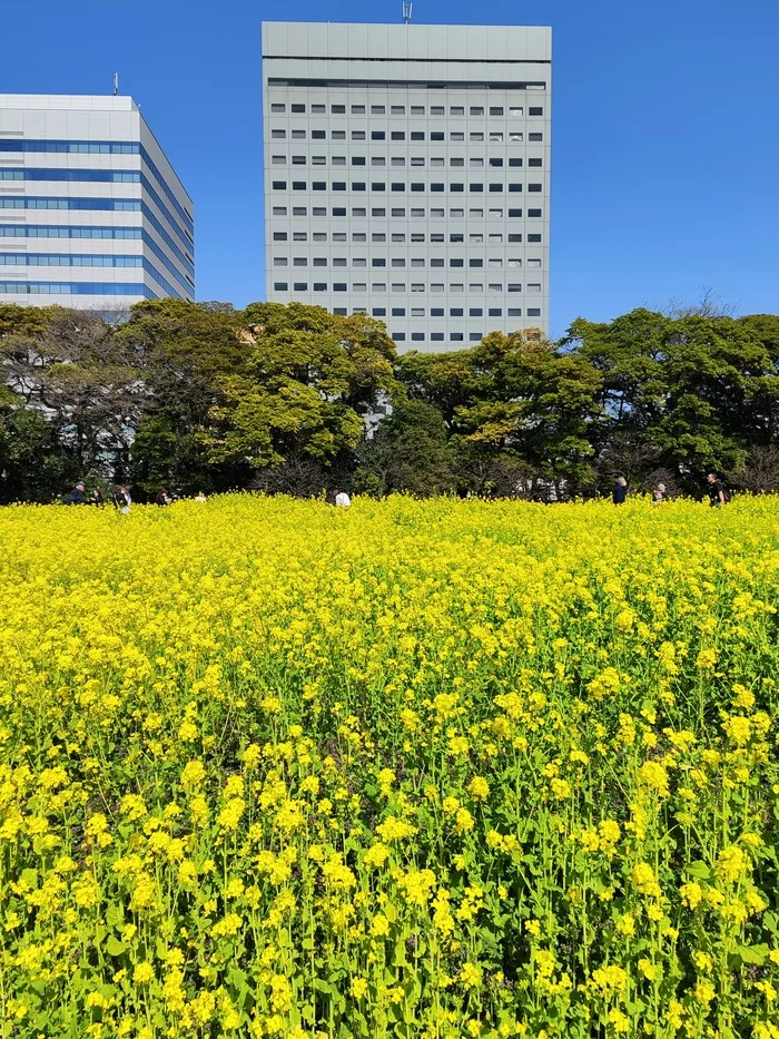 Рапсовое поле в саду Hama-rikyu, Tokyo - Моё, Япония, Сад, Природа, Токио, Длиннопост