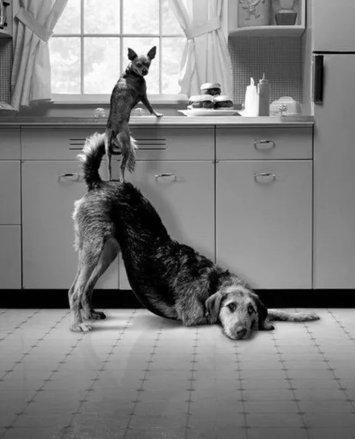 Thieving dogs - Dog, Theft, Kitchen, The photo, Teamwork