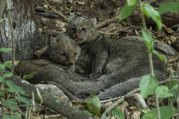 Rest - Jaguarundi, Small cats, Cat family, Predatory animals, Wild animals, wildlife, South America, The photo, Dream