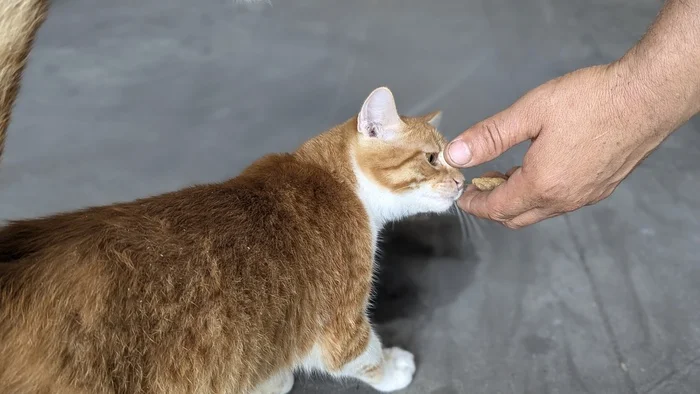 The factory cat came to visit us in the welding shop, was not afraid of noise, and left well-fed - My, cat, Shop, Mobile photography