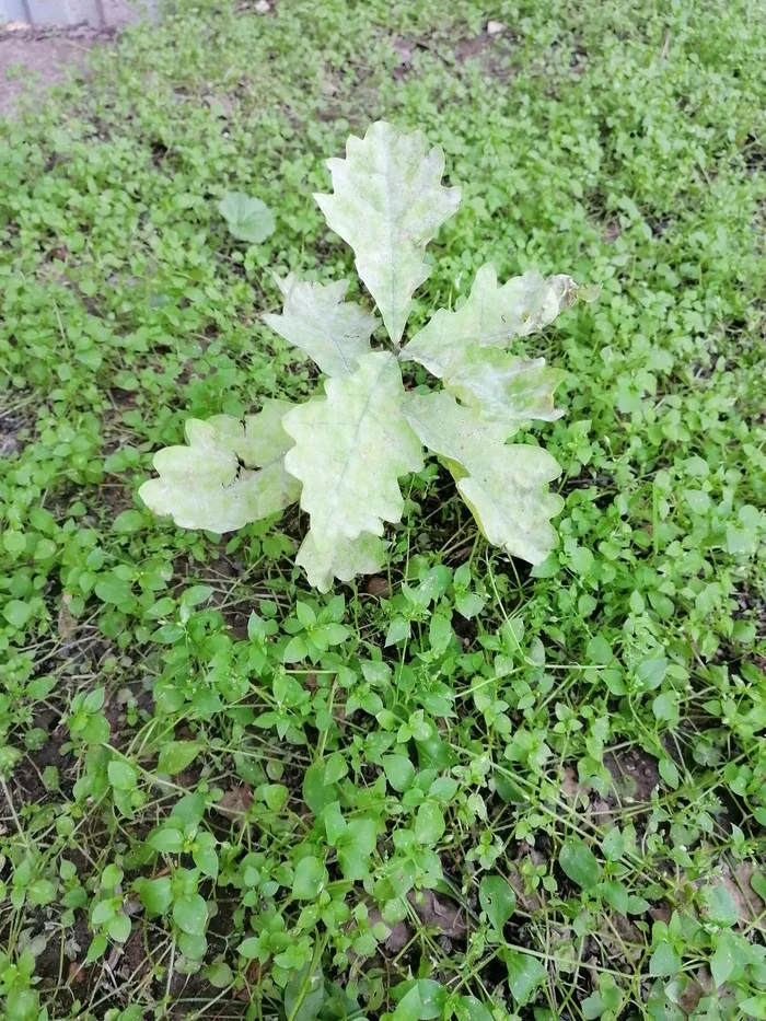 How to grow oak? - My, Oak, Plants, Sprout, Need advice, The photo