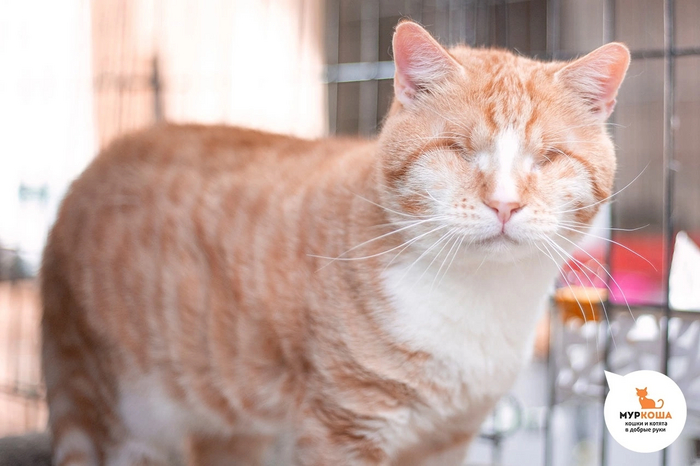 "Пока что небольшие проблемы представляет слезать с диванов (причем залезает он без проблем)"