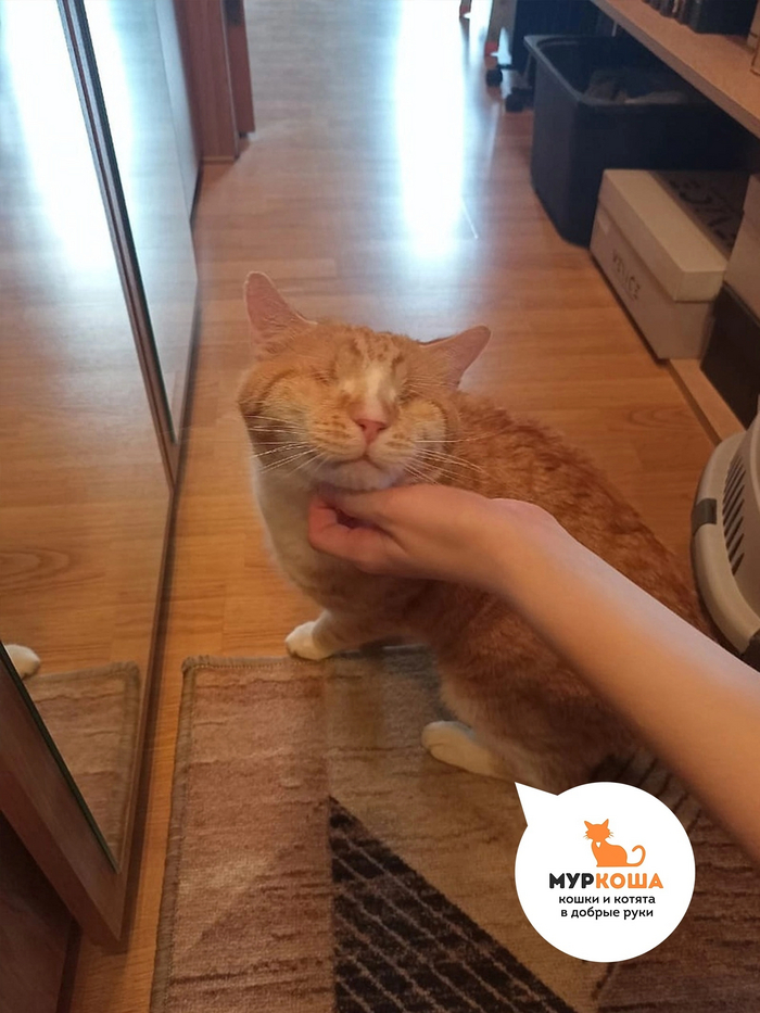 "Стараемся не носить его на руках, чтобы самостоятельно привыкал ходить; отзывчивый, охотно идет на голос хозяев (мы поначалу помогаем ему так запомнить, где миска и лоток)"