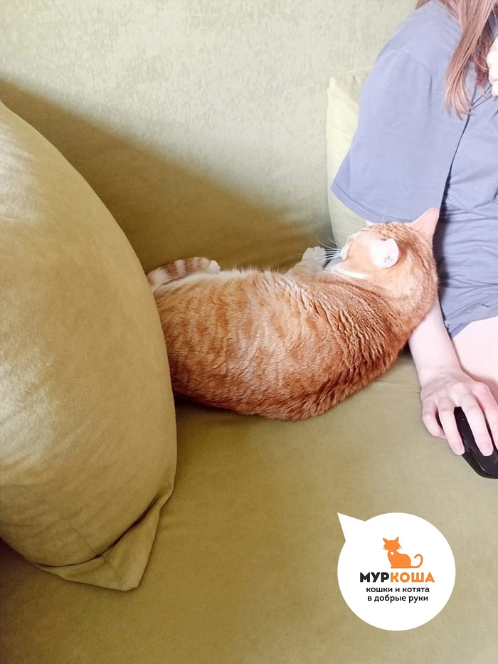 "Жуткий ласкун, при любом касании начинает мурчать".