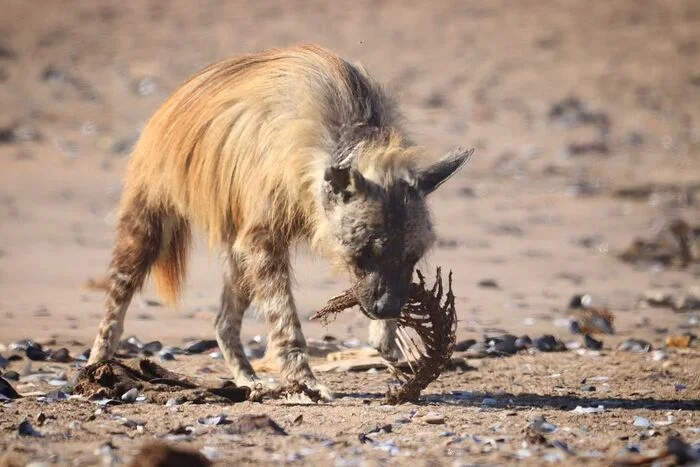 So-so dinner - Hyena, Brown hyena, Predatory animals, Wild animals, wildlife, Namib Desert, South Africa, The photo, Bones, Remains