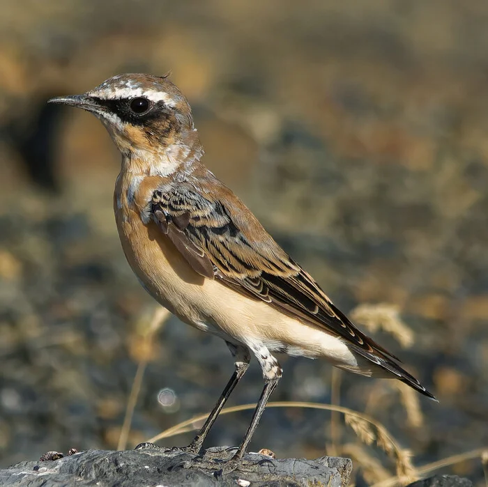 Wheatear on a stone - My, Photo hunting, The nature of Russia, Birds, Nature, Summer, Steppe, LPR, Donbass, wildlife, Bird watching, The photo