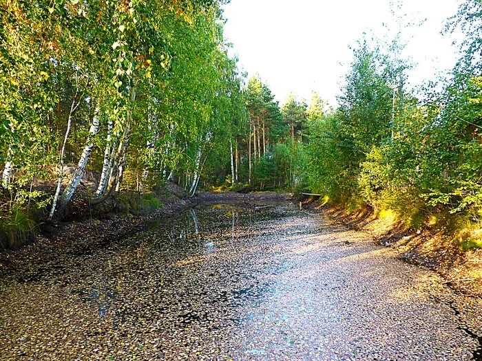 By the pond - My, The photo, Walk, Landscape, Water, Nature, Forest