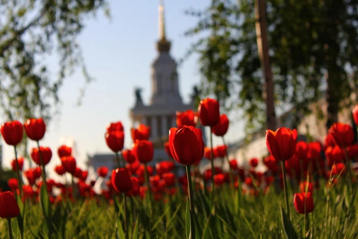 В ожидании сумерек - Моё, Фотография, Цветы, Москва, ВДНХ, Красота