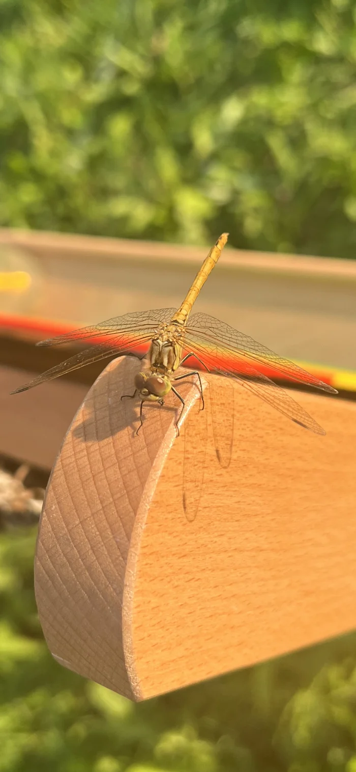 Odonata - Моё, Стрекоза, Мобильная фотография, Без фильтров, Длиннопост