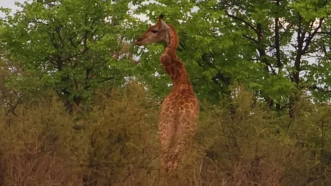 Poor guy - Giraffe, The photo, Curve, Neck, Kruger National Park, South Africa, South Africa, Africa, Artiodactyls, Wild animals, Ungulates, wildlife