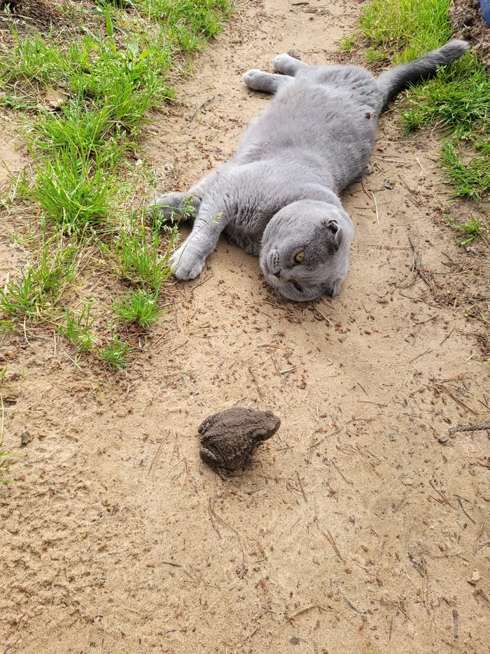 Cat and Toad - My, cat, Toad, friendship, The photo