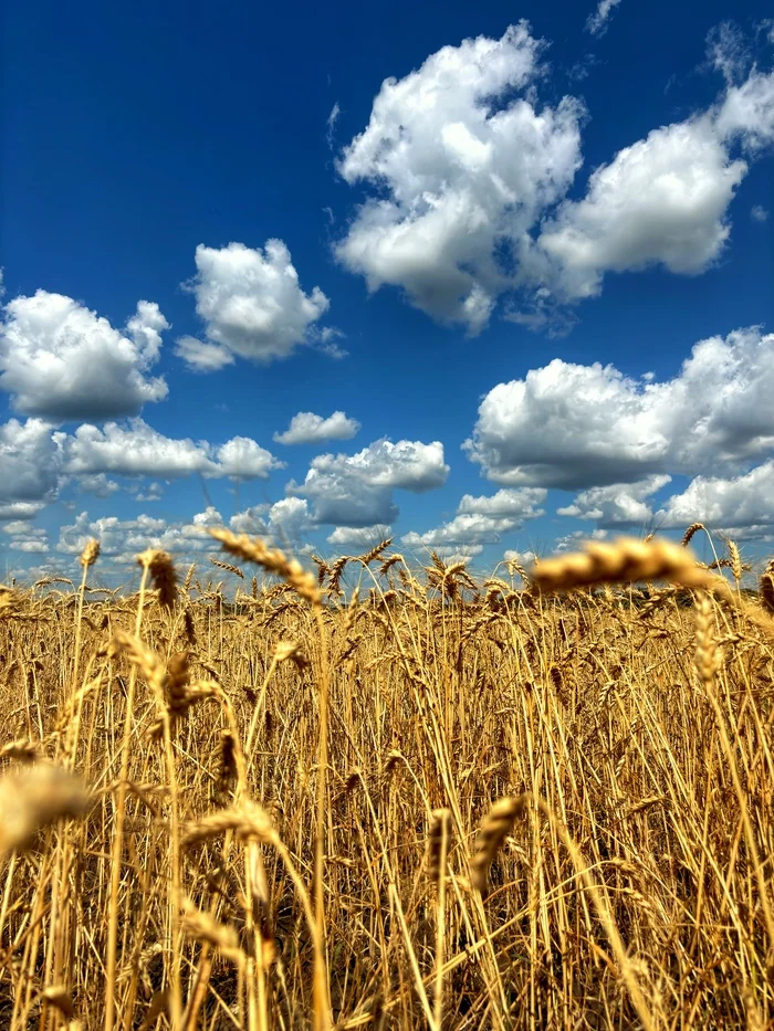 The beginning of the grain path - My, Nature, The photo, Mobile photography, Bread, Field, Wheat, Sky, Clouds