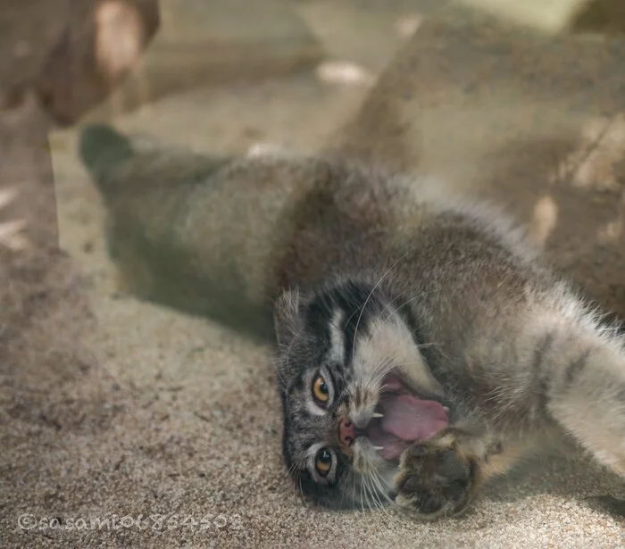 Pamagiti! Morning wants to get me out of bed!!! - Wild animals, Zoo, Predatory animals, Cat family, Pallas' cat, Small cats, Yawn