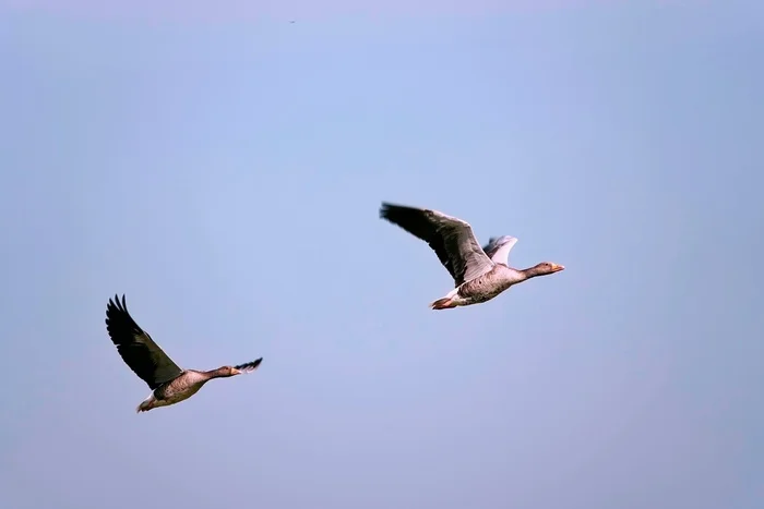 Geese are flying - My, Netherlands (Holland), The photo, Nature, Beautiful view, Birds