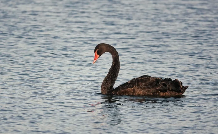 Black grace - My, Nature, Birds, The photo, Netherlands (Holland), Black Swan