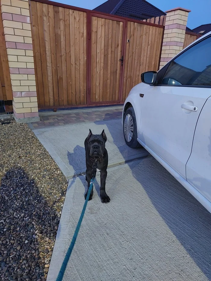 Cane Corso first long walks away from home - My, Cane Corso, Dog, Krasnodar, Longpost