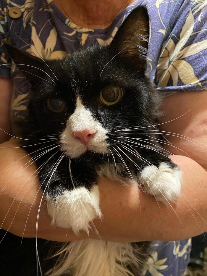 SOS! A 14-year-old cat is waiting for the street! - In good hands, Helping animals, No rating, Homeless animals, Kindness, Shelter, cat, Fluffy, Longpost, Kittens