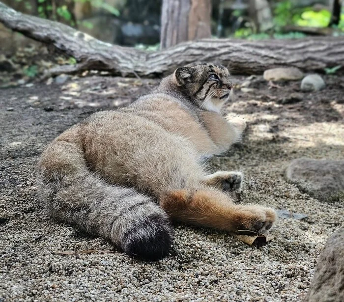 I washed my ponytail with shampoo for volume :3 - Wild animals, Zoo, Predatory animals, Cat family, Pallas' cat, Small cats, Tail