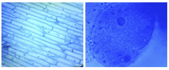 Onions don't kill bacteria - My, Biology, Microscope, Bacteria, Video, Soundless