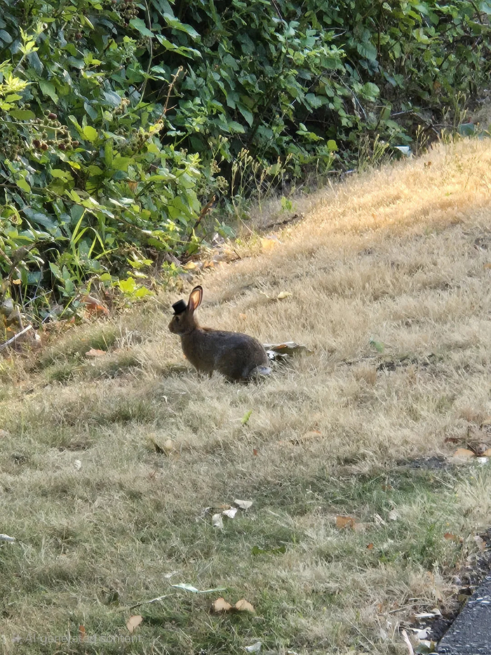 ИИ, возможно, разрывает ткань нашего общества. Но посмотрите на этого кролика в маленькой шляпе!