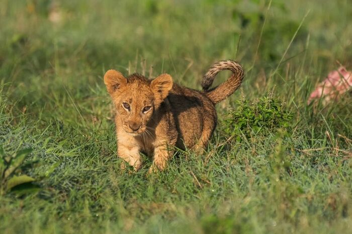 Все ушли, один остался