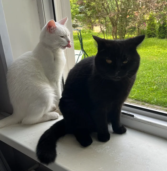 Don't you dare lick your lips at me! - My, cat, Black cat, Sunny, Windowsill, Licking, Pets, The photo