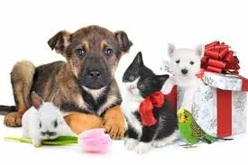 11+7 ideas for starting a pet related business - My, Business idea, Startup, Small business, Animals, Business, Entrepreneurship, Money, Longpost