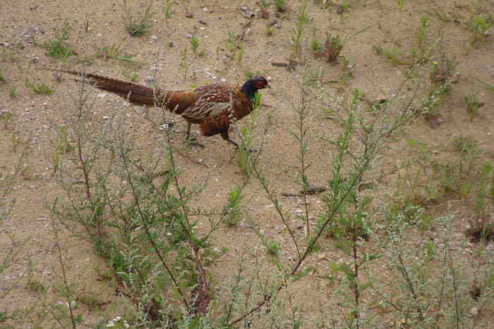 А еще недавно бродили под окнами