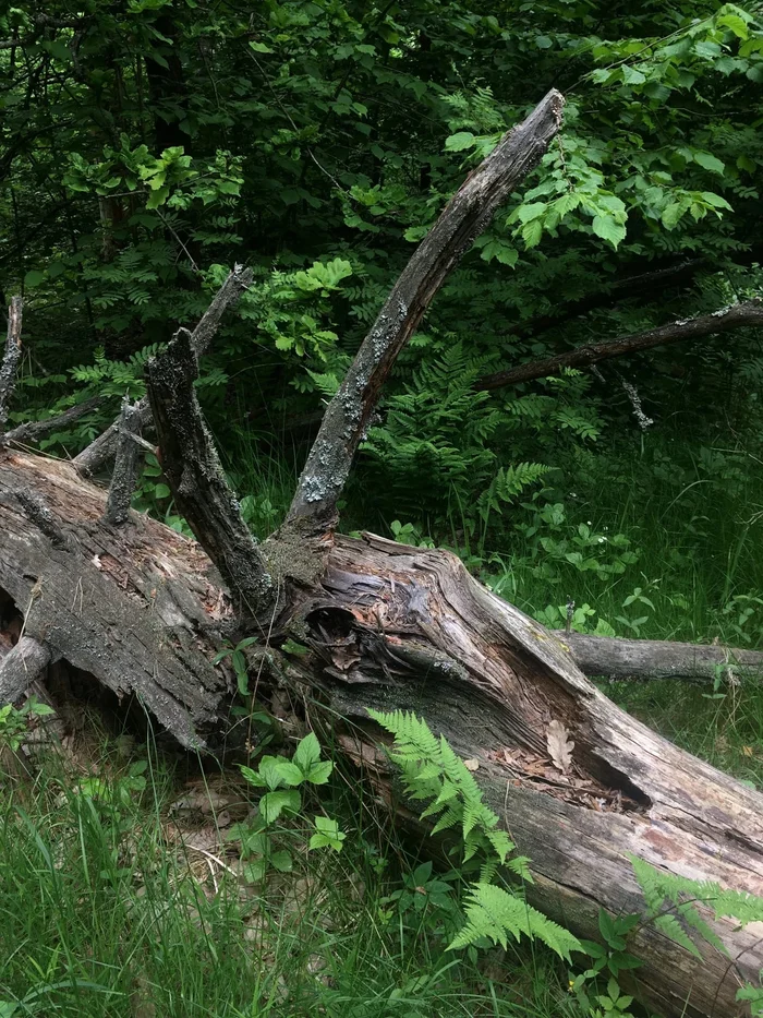 Лесной череп - Моё, Лес, Череп, Парейдолия, Прогулка по лесу, Фотография