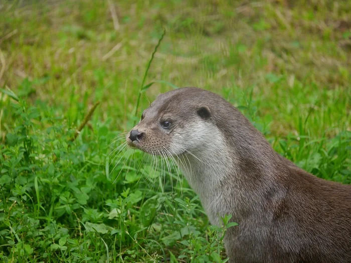 Participants in the show “The Last Hero” fried and ate an otter in Altai - Otter, Killing an animal, Protection of Nature, The last Hero, Show, Predatory animals, Wild animals, Prosecutor's office, Teletskoe lake, Cunyi, Altai Republic, wildlife, Negative