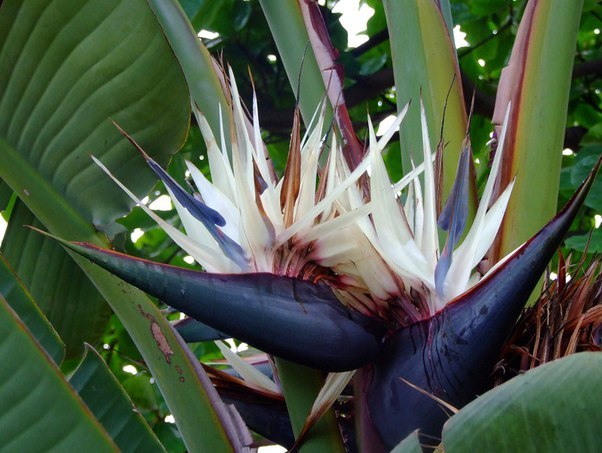 Strelitzia Nicholas - My, The photo, Flowers, Houseplants