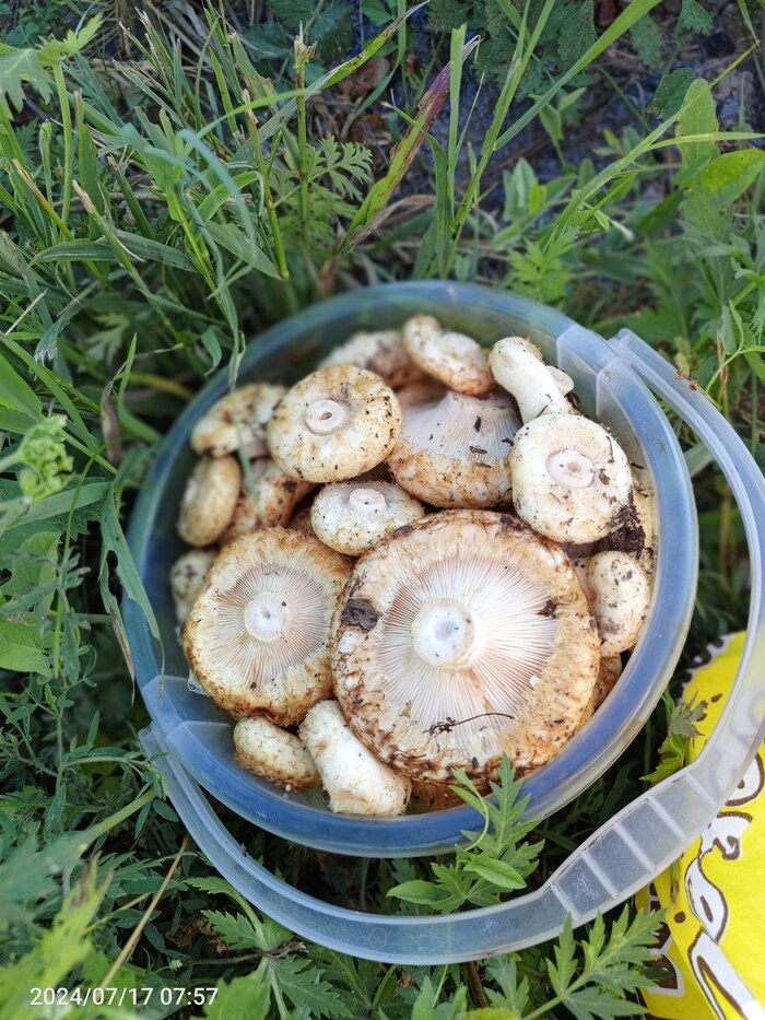 Тихая охота. Грузди 2024г Тихая охота, Лес, Грибы, Груздь, Длиннопост, Заготовки, Фотография