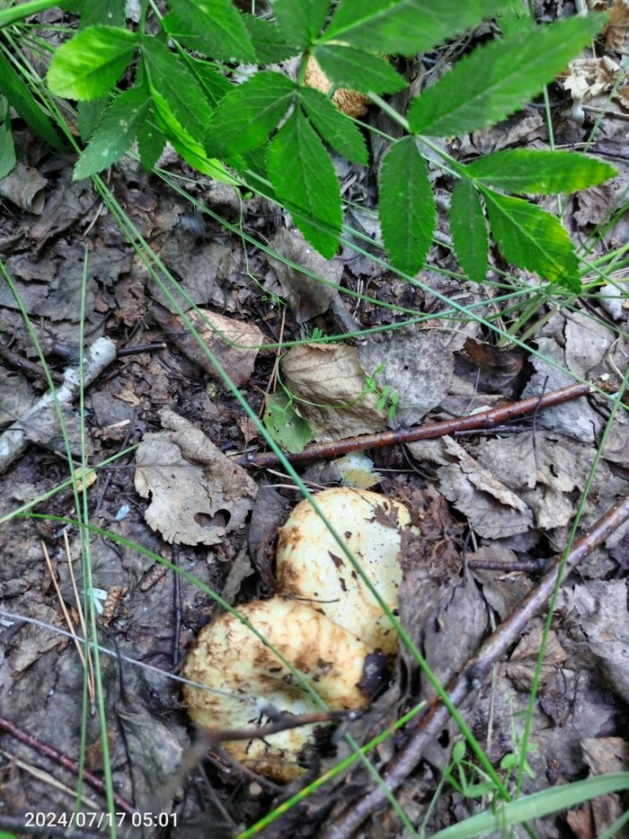 Тихая охота. Грузди 2024г Тихая охота, Лес, Грибы, Груздь, Длиннопост, Заготовки, Фотография