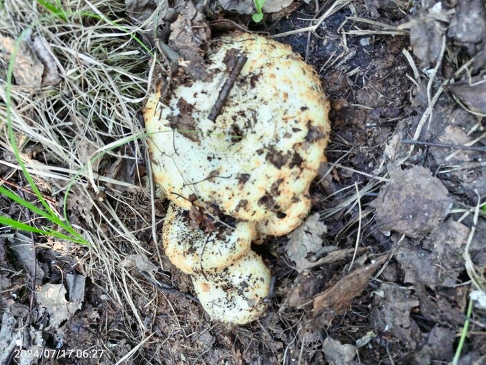 Тихая охота. Грузди 2024г Тихая охота, Лес, Грибы, Груздь, Длиннопост, Заготовки, Фотография