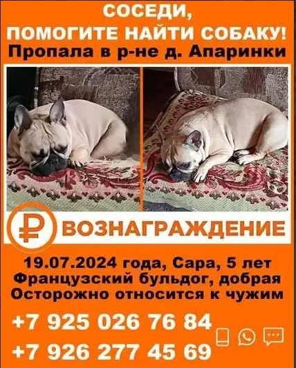Пропал Французский бульдог САРА