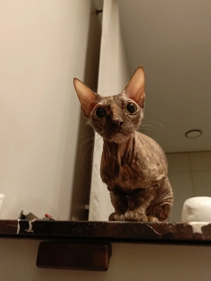 Ass? - My, Don Sphynx, Question, Longpost, cat