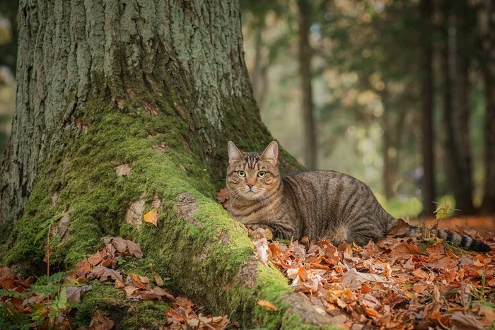 Я васисуалий лучший из котов ... ) - Кот, Забавное, Пушистые, Природа, Любовь, Животные, Доброта, Фотография