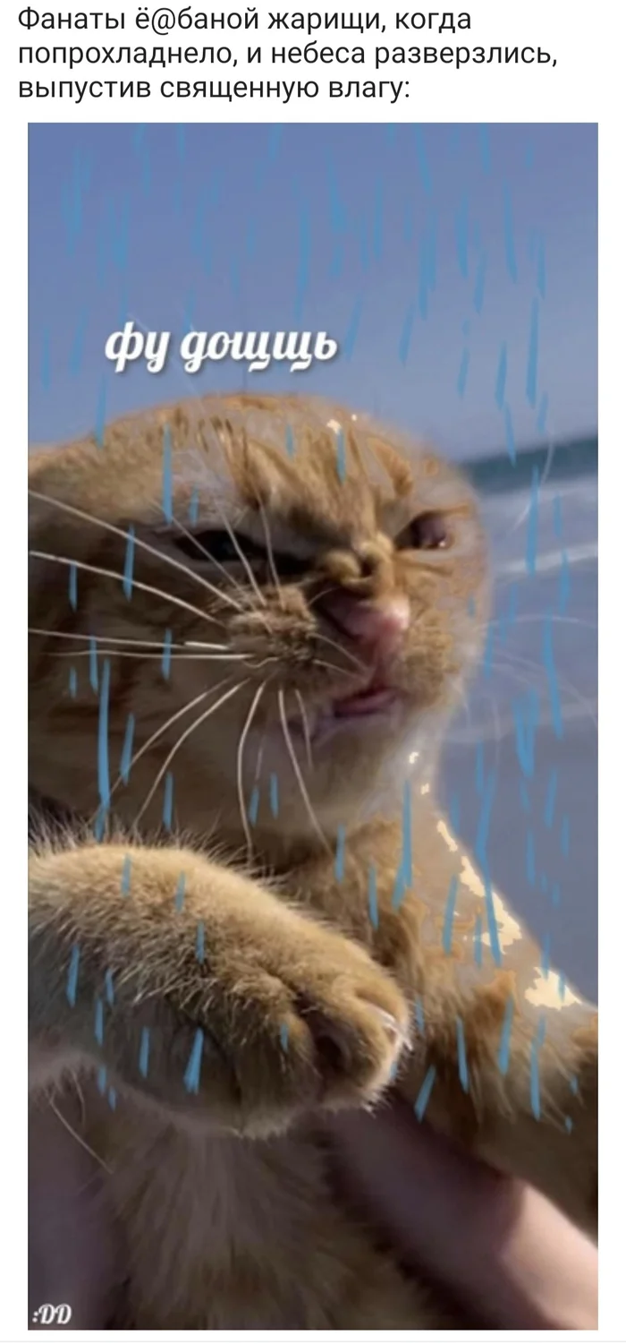 :DD - My, Humor, Picture with text, Memes, cat, Weather, Rain, Longpost, Mat