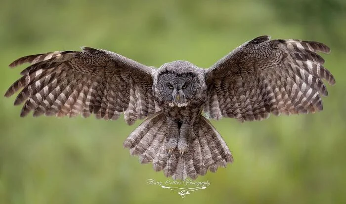 Great Gray Owl - Bearded Owl, Owl, Birds, Predator birds, Wild animals, wildlife, North America, The photo