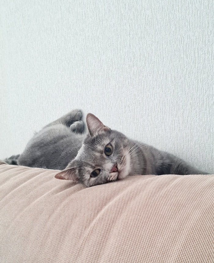 Закинуть лапки на стеночку...