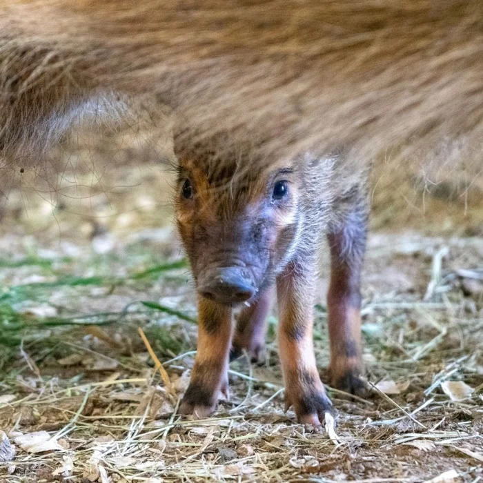 Baby brush-eared pig - Piglets, Pig, Artiodactyls, Wild animals, wildlife, Zoo, The photo, Longpost