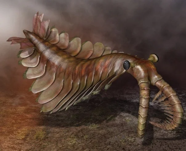 Unclear - Paleontology, Anomalocaris, The americans, US elections, Friday, Joe Biden, Wordplay