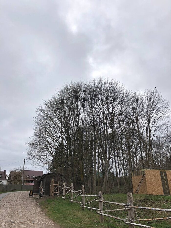 Ворон очень много