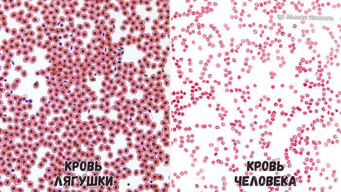 Сравниваем кровь лягушки и человека под микроскопом - Моё, Биология, Научпоп, Исследования, Наука, Эволюция, Видео, Видео вк