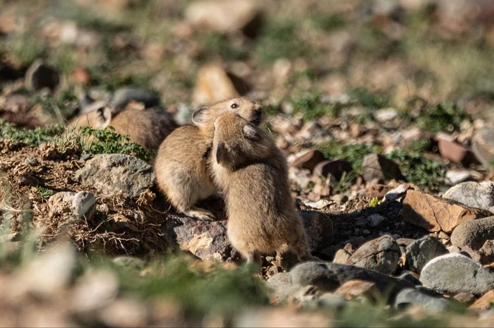 Baby pikas in Sailyugemsky National Park in June - Pika, Wild animals, Young, The photo, wildlife, Sailyugem National Park, Altai Republic, Telegram (link), Longpost