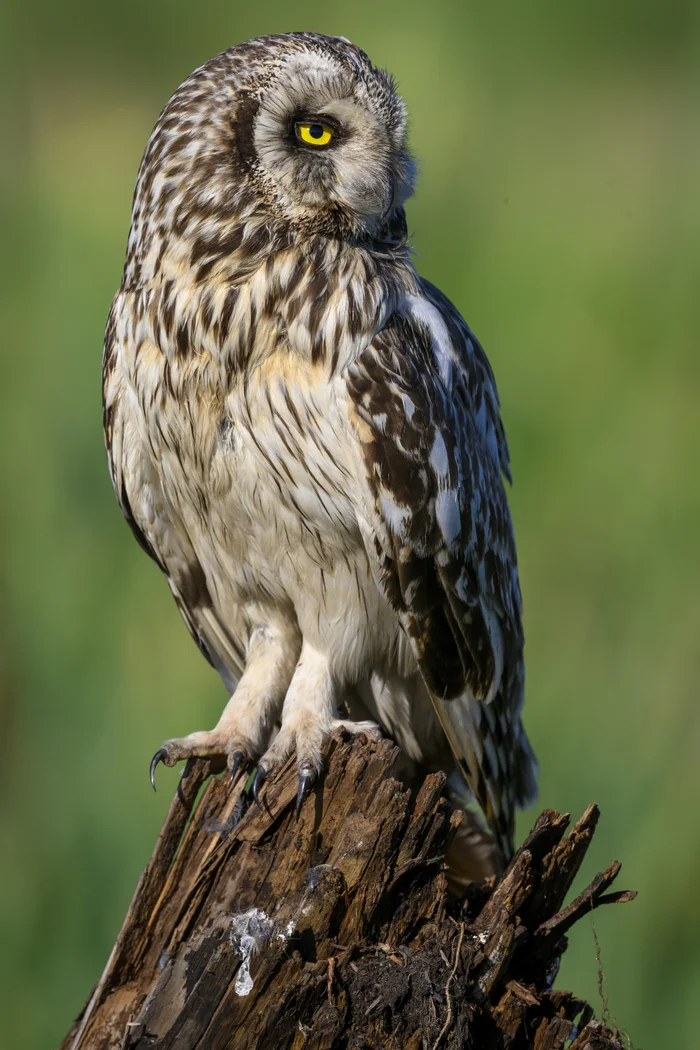 Owl getting ready for a new day - My, Ornithology, Photo hunting, Wild animals, Bird watching, Ornithology League, Predator birds, Birds, Video, Youtube