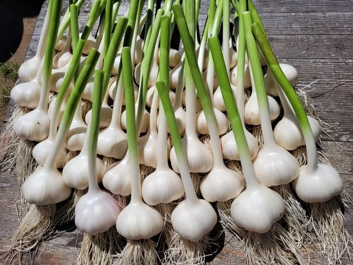 Garlic - My, Garlic, Health, Harvest, With your own hands, The photo